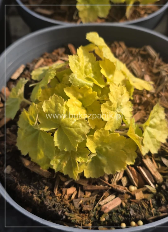 Heuchera WORLD CAFFÉ ROMANO 'JMB