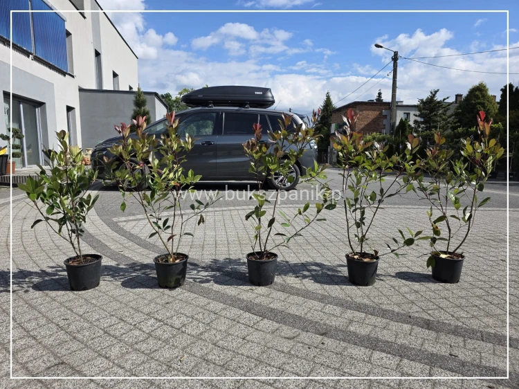 Głogownik Red robin -- Photinia fraseri - żywopłot