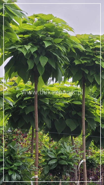 Catalpa Katalpa Nana kuliste drzewo obw. 10-12cm Pa200-220cm