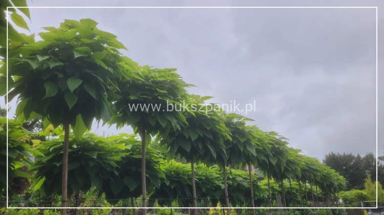 Catalpa Katalpa Nana kuliste drzewo obw. 10-12cm Pa200-220cm