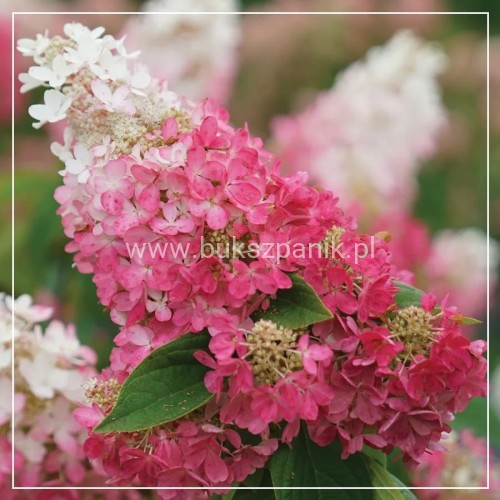 Hortensja bukietowa Pinky Winky