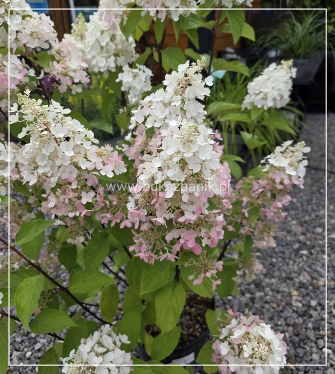 Hortensja bukietowa Pinky Winky
