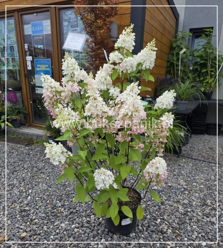 Hortensja bukietowa Pinky Winky
