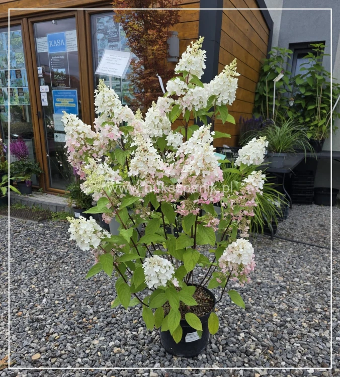 Hortensja bukietowa Pinky Winky