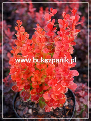 Berberys Thunberga VULCANO- Berberis thunbergii