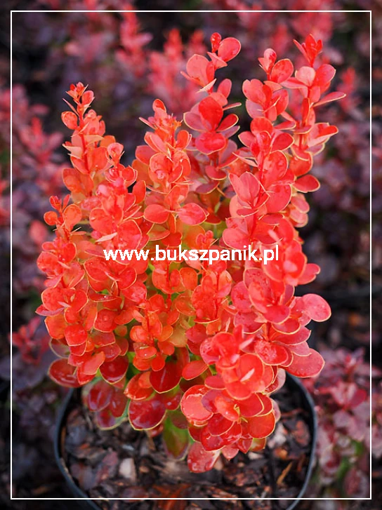 Berberys Thunberga VULCANO- Berberis thunbergii