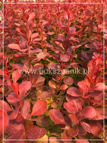 Berberys Thunberga VULCANO- Berberis thunbergii