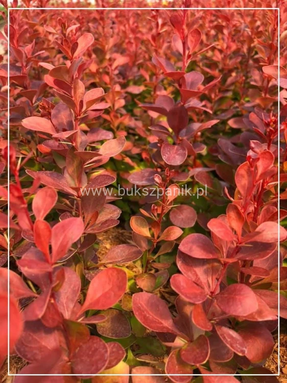 Berberys Thunberga VULCANO- Berberis thunbergii