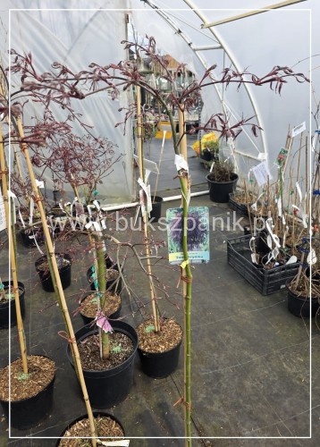 Klon palmowy Tamukeyama -PA120cm