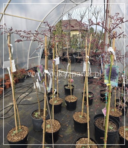 Klon palmowy Tamukeyama -PA120cm