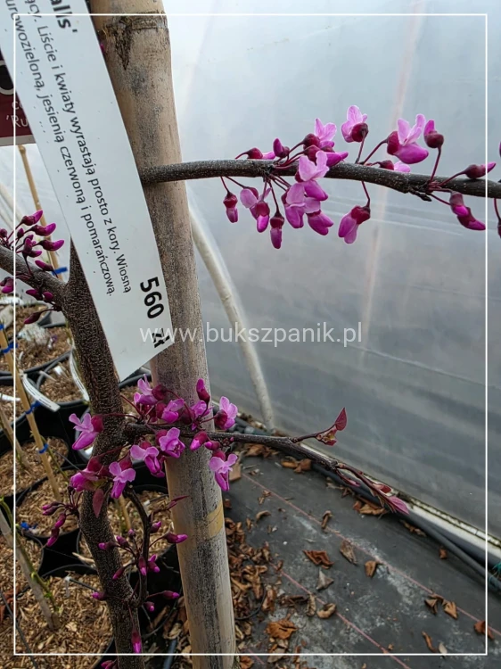 Judaszowiec kanadyjski Ruby Falls- Cercis canadensis