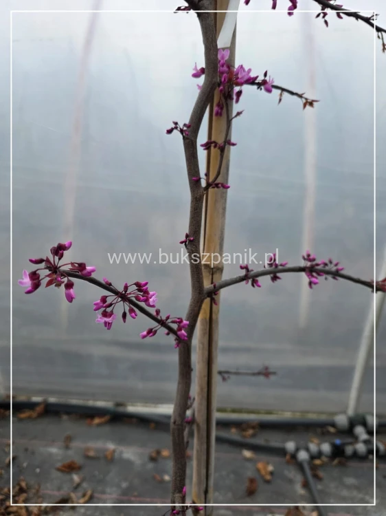 Judaszowiec kanadyjski Ruby Falls- Cercis canadensis