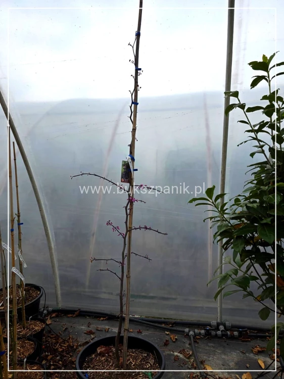 Judaszowiec kanadyjski Ruby Falls- Cercis canadensis