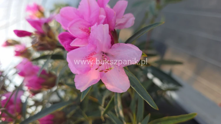 Różanecznik 'Graziella- Rhododendron
