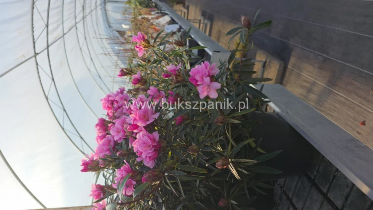 Różanecznik 'Graziella- Rhododendron