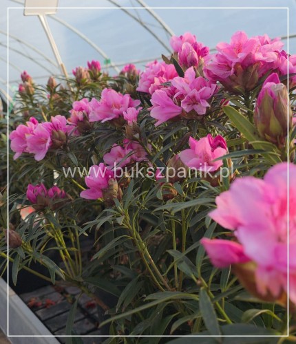 Różanecznik 'Graziella- Rhododendron