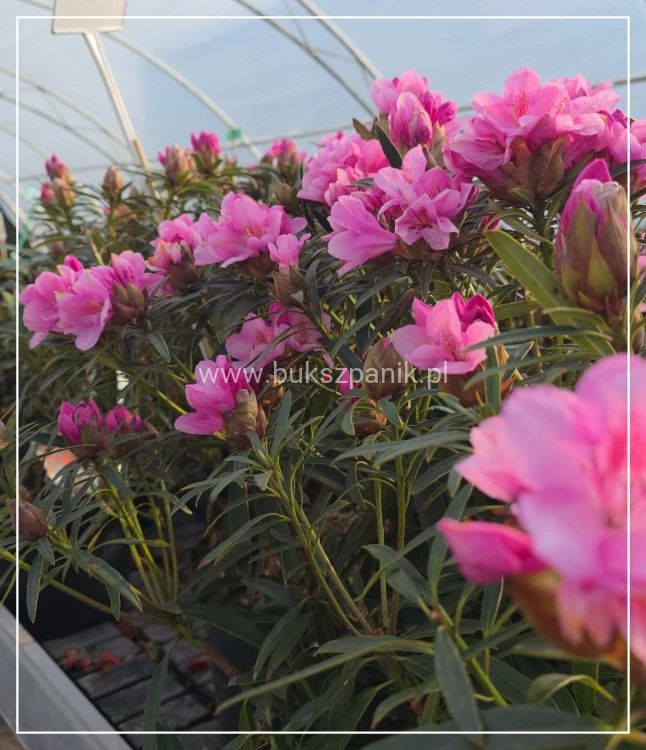 Różanecznik 'Graziella- Rhododendron