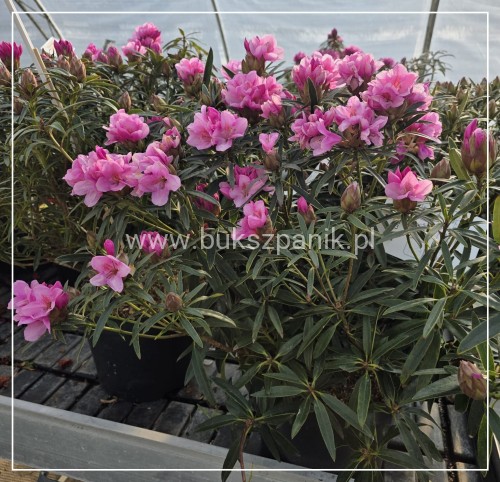 Różanecznik 'Graziella- Rhododendron