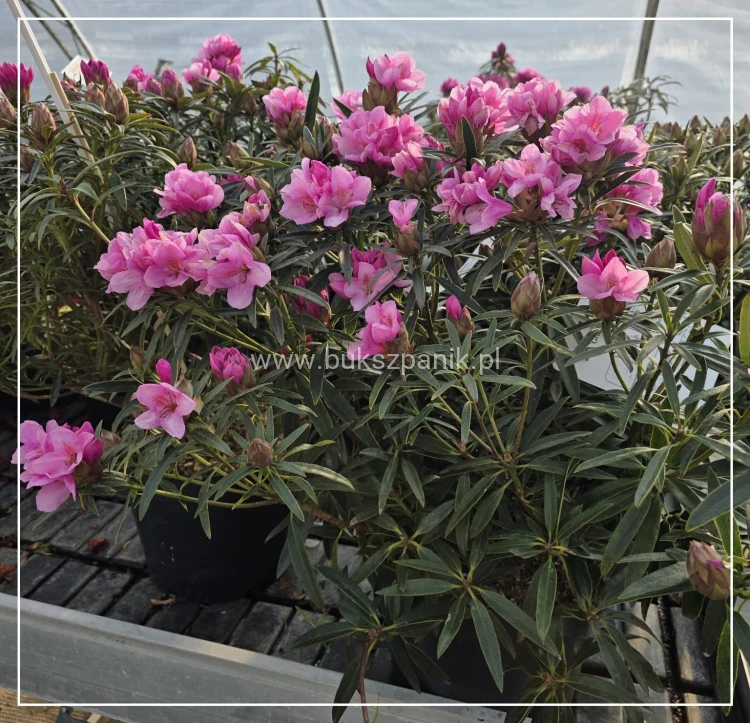 Różanecznik 'Graziella- Rhododendron