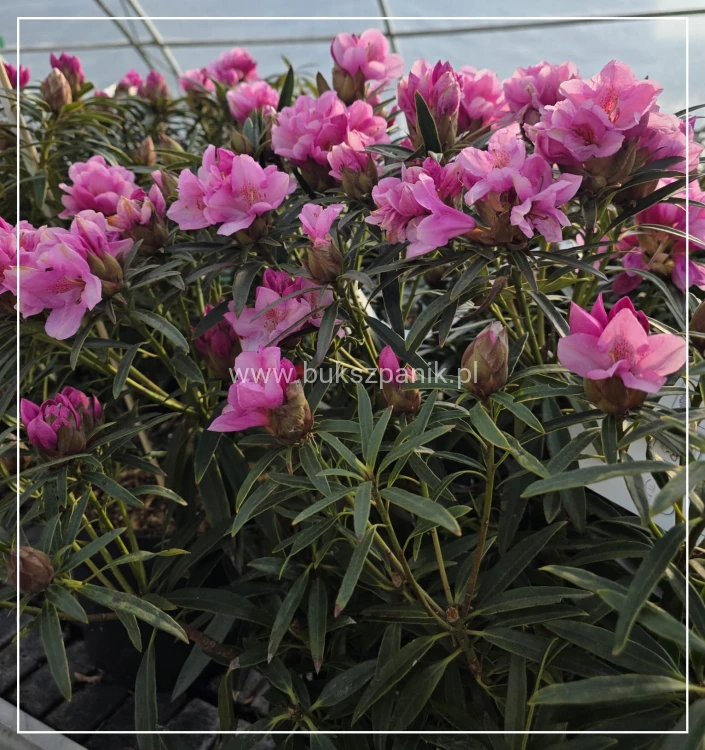 Różanecznik 'Graziella- Rhododendron