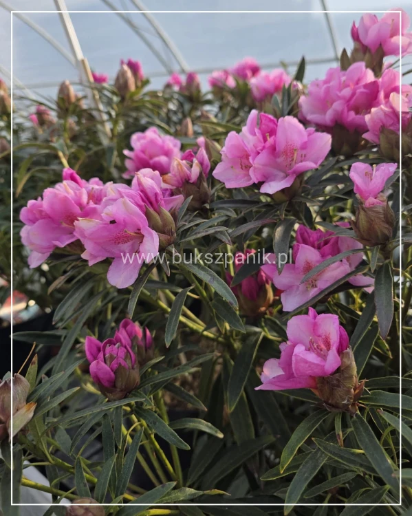 Różanecznik 'Graziella- Rhododendron