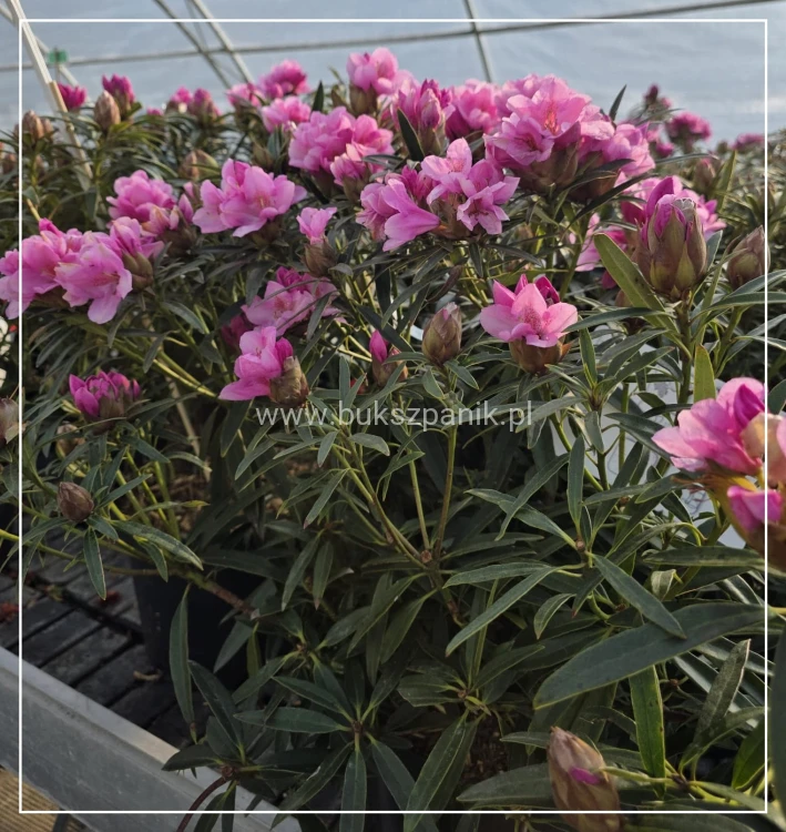 Różanecznik 'Graziella- Rhododendron