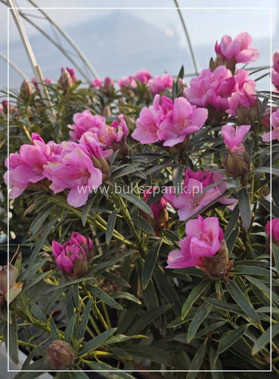 Różanecznik 'Graziella- Rhododendron