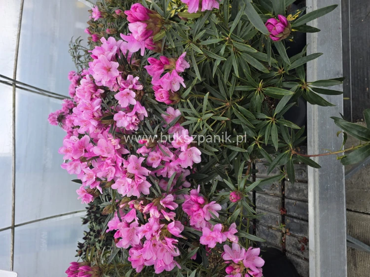 Różanecznik 'Graziella- Rhododendron