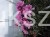 Różanecznik 'Graziella- Rhododendron