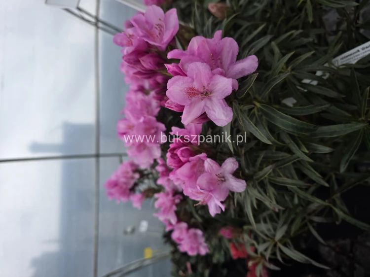 Różanecznik 'Graziella- Rhododendron