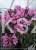 Różanecznik 'Graziella- Rhododendron