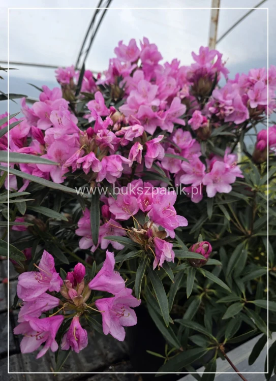 Różanecznik 'Graziella- Rhododendron