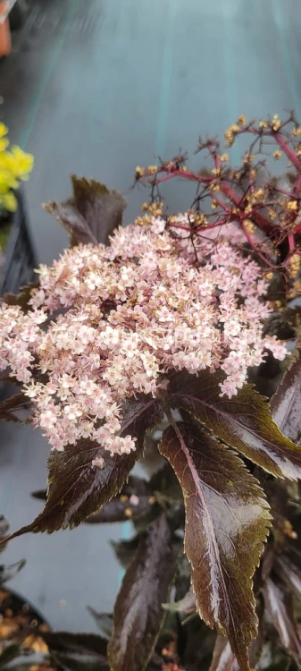 Bez czarny - Sambucus nigra BLACK TOWER 'Eiffel1
