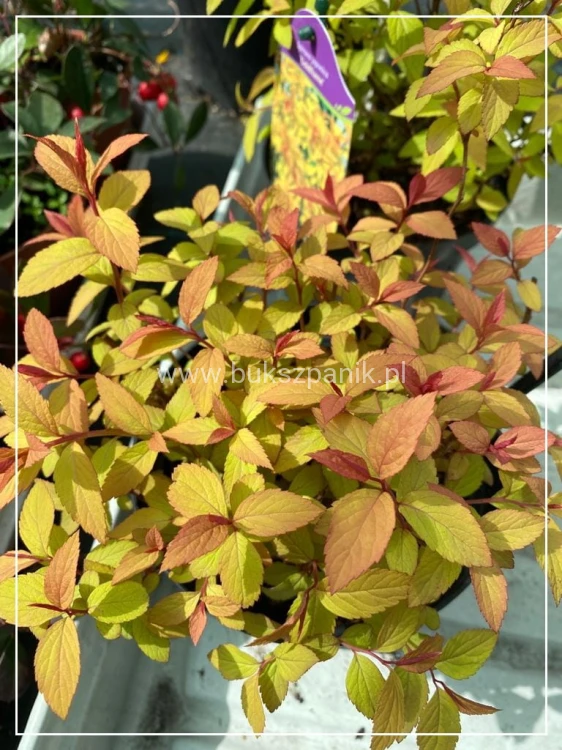 Tawuła japońska 'Goldflame'- Spiraea japonica