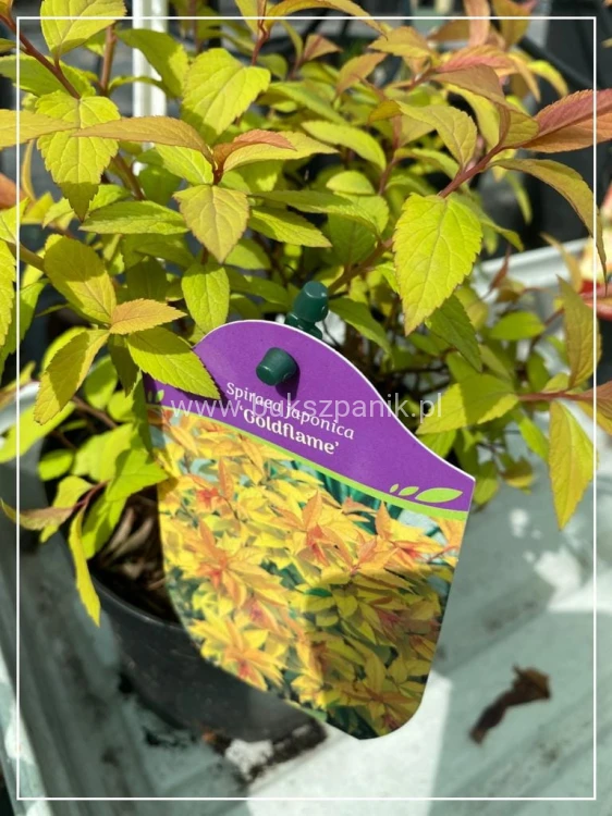 Tawuła japońska 'Goldflame'- Spiraea japonica