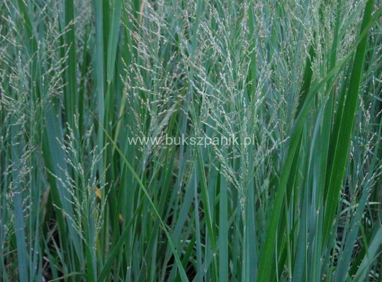 Proso rózgowate- Panicum virgatum 'Prairie Sky' C5l