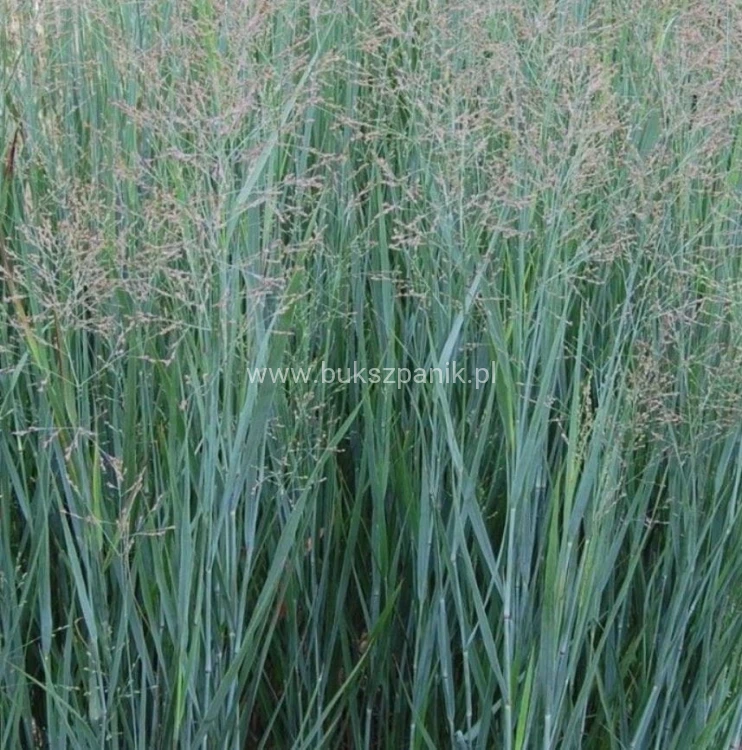 Proso rózgowate- Panicum virgatum 'Prairie Sky' C5l