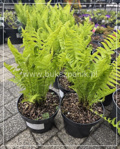 Pióropusznik strusi - Matteuccia struthiopteris