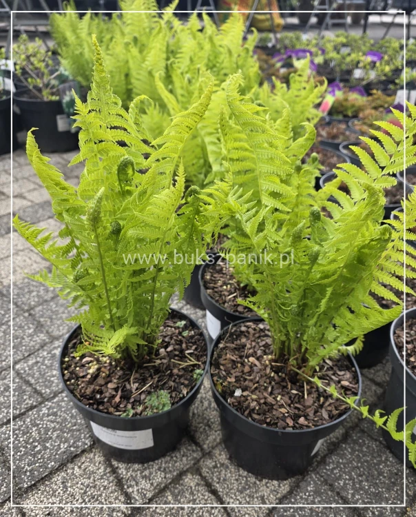 Pióropusznik strusi - Matteuccia struthiopteris