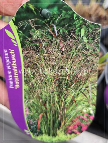 Proso rózgowate 'Rotstrahlbusch'-Panicum virgatum