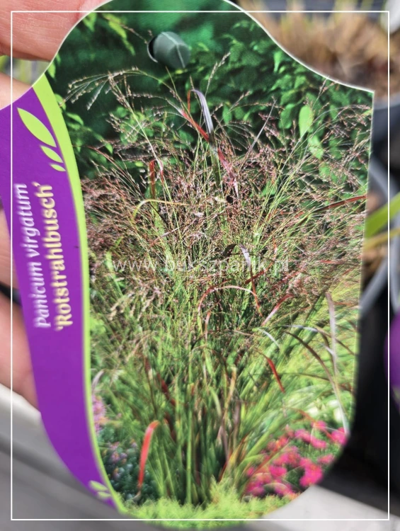 Proso rózgowate 'Rotstrahlbusch'-Panicum virgatum