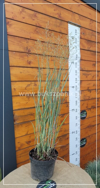Proso rózgowate- Panicum virgatum 'Prairie Sky' C5l