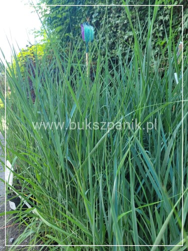 Proso rózgowate- Panicum virgatum 'Prairie Sky' C5l