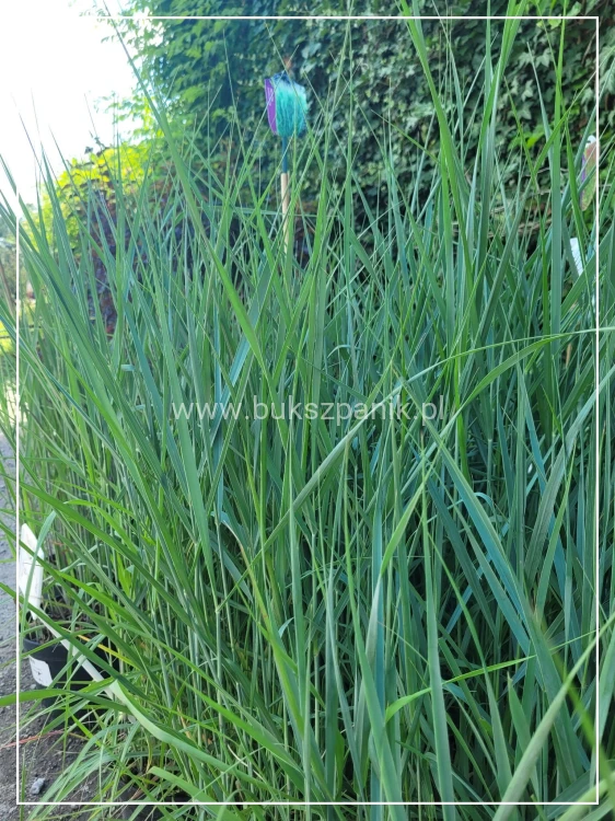 Proso rózgowate- Panicum virgatum 'Prairie Sky' C5l