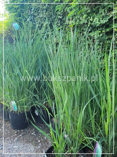 Proso rózgowate- Panicum virgatum 'Prairie Sky' C5l