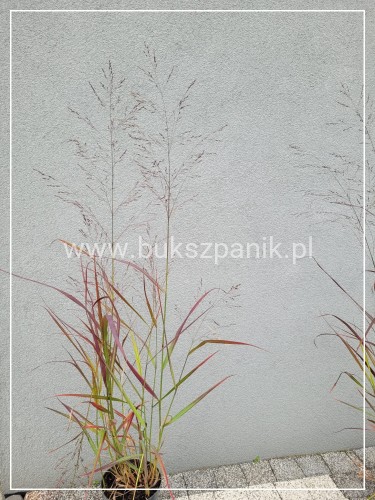 Proso rózgowate- Panicum Virgatum Squaw