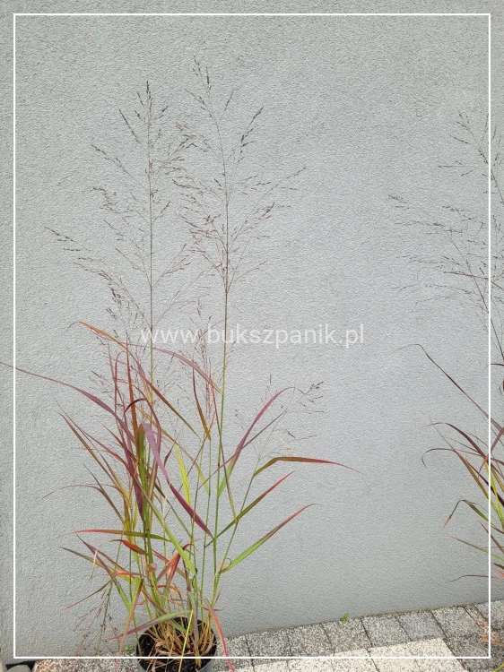Proso rózgowate- Panicum Virgatum Squaw