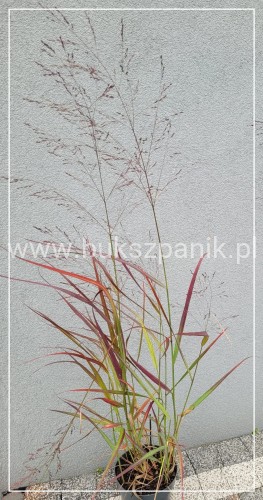 Proso rózgowate- Panicum Virgatum Squaw