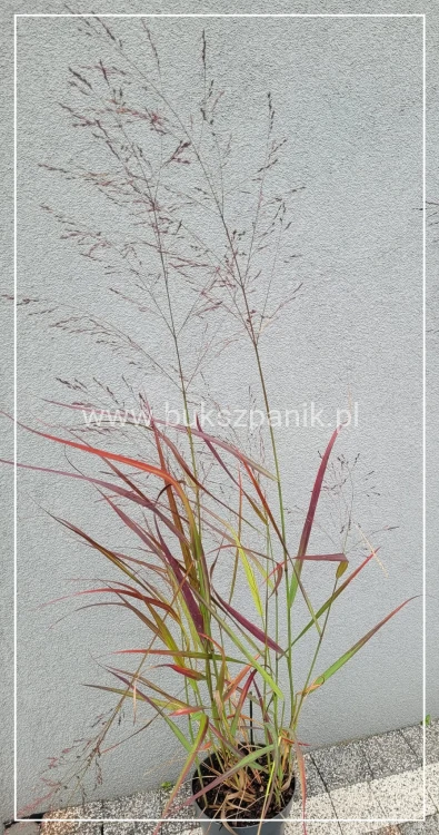 Proso rózgowate- Panicum Virgatum Squaw