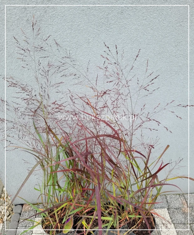 Proso rózgowate- Panicum Virgatum Squaw